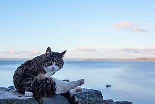 short-fur brown,black and white cat sitting on gray stone with ocean view during daytime close-up photo, clovelly