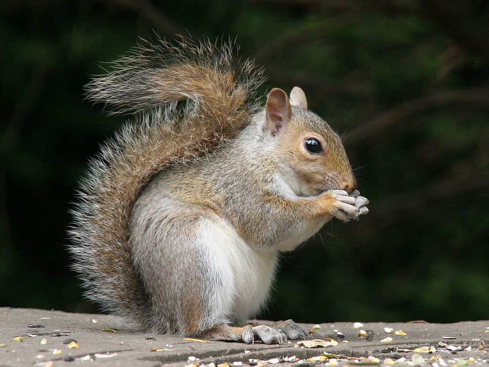 gray and black squirrel HD wallpaper