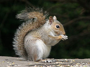 gray and black squirrel