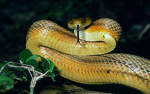 brown, yellow, and white hissing snake
