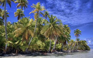 landscape photography of coconut trees near seashore