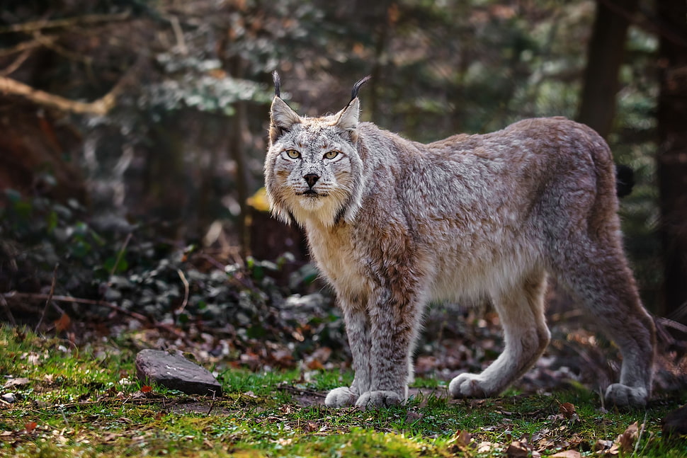 Lynx on green grass HD wallpaper