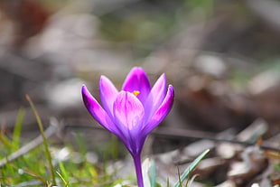 purple Crocus flower in bloom close-up photo
