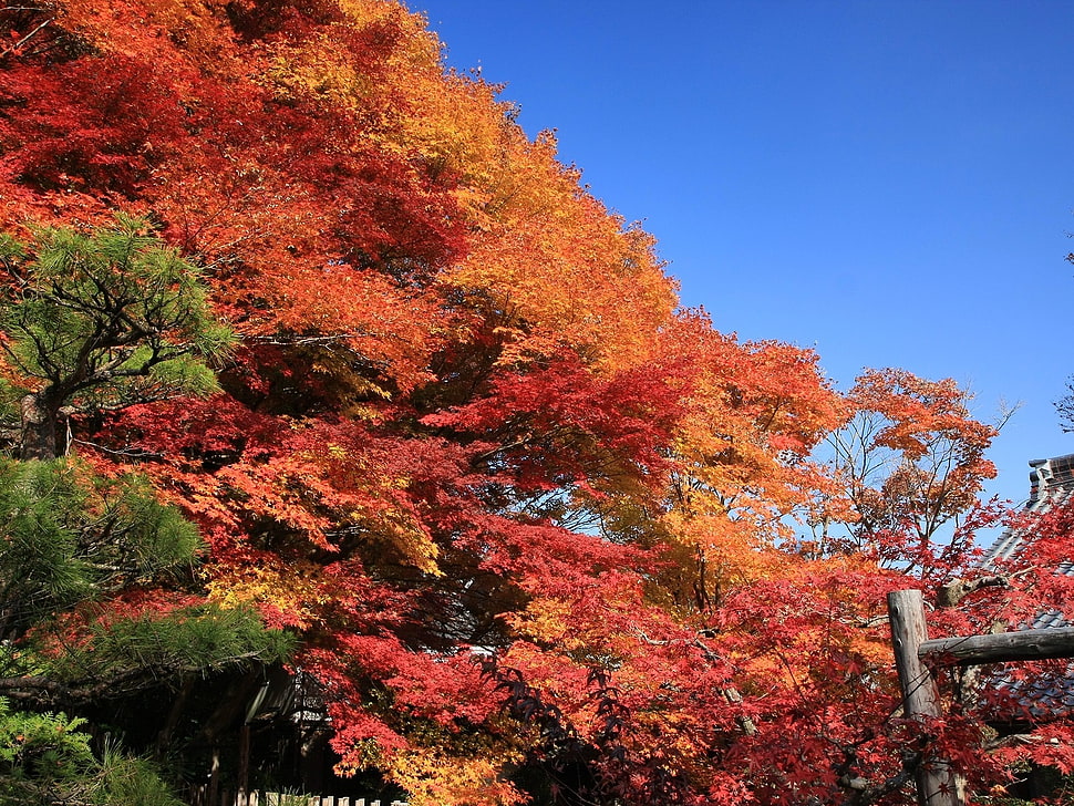 orange and red leaf tree photography HD wallpaper