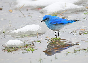 blue bird, mountain bluebird, seedskadee national wildlife refuge HD wallpaper
