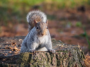 close-up photography of gray and brown Squirrel