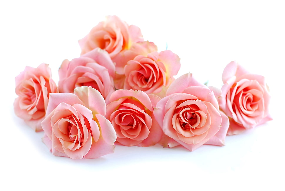 pink roses on white surface HD wallpaper
