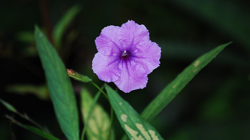 purple floral photography HD wallpaper