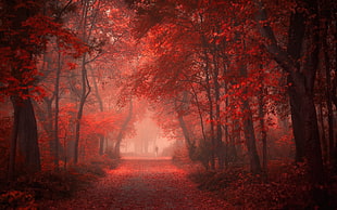 red tree, nature, landscape, park, road