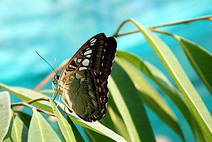 selective focus photography of brown butterfly on green leaf