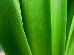 Plant,  Stalks,  Green