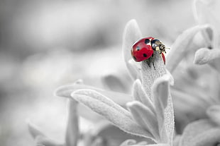 selective photo of red and black ladybug