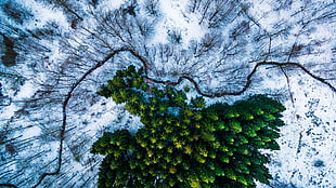 green conefyr tree, drone, Michael Bernholdt, Denmark, snow HD wallpaper