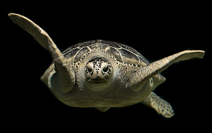 still photo of turtle with black background