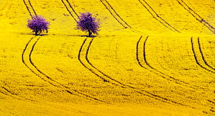 yellow grass field at daytime HD wallpaper