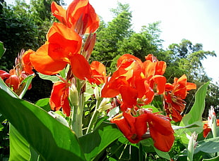 macro shot of orange flower