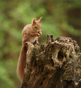 brown squirrel on top of tree stump selective photography HD wallpaper