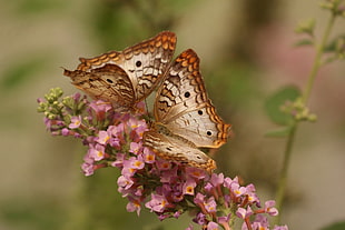 selective photography of two White peacock butterfly on pink petaled flowers