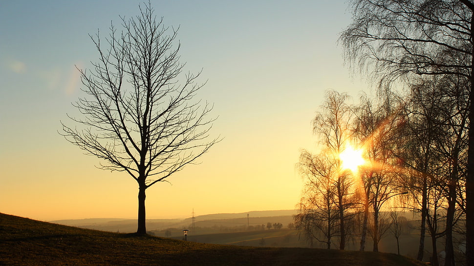 dried tree lot during yellow sunset HD wallpaper