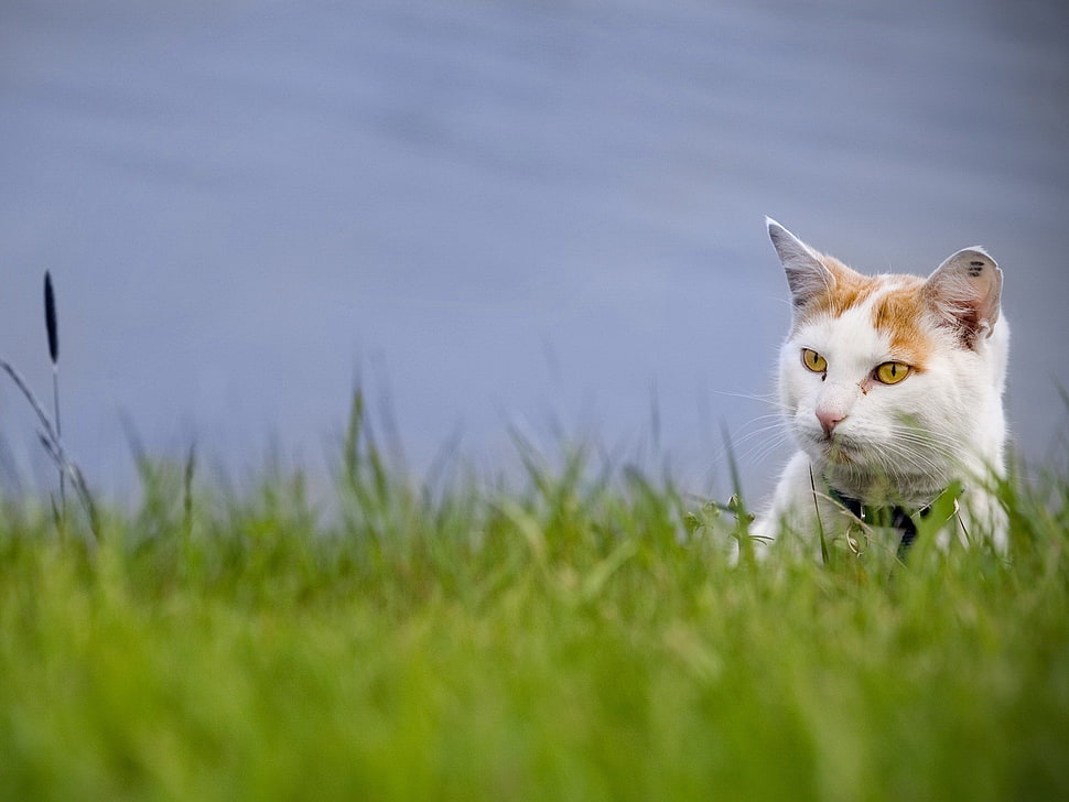 white cat on green grass during daytime HD wallpaper