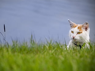 white cat on green grass during daytime