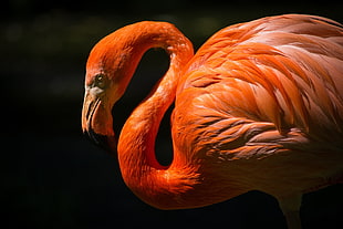 Flamingo in close-up photography HD wallpaper