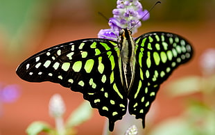 green and black Butterfly perched on purple petaled flower in closeup photography