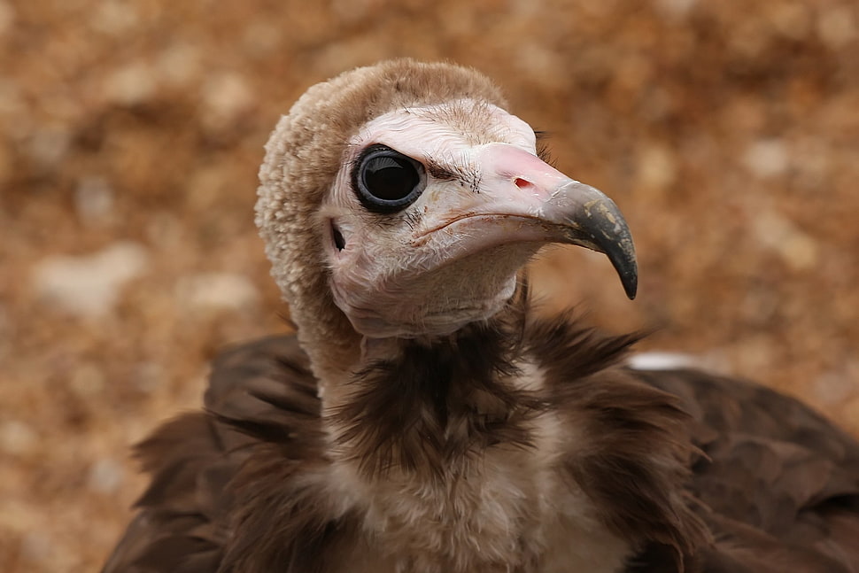 beige and brown bird HD wallpaper