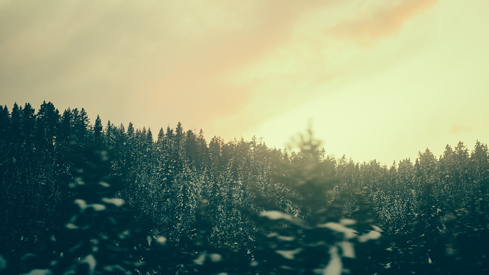 green trees, forest, green HD wallpaper