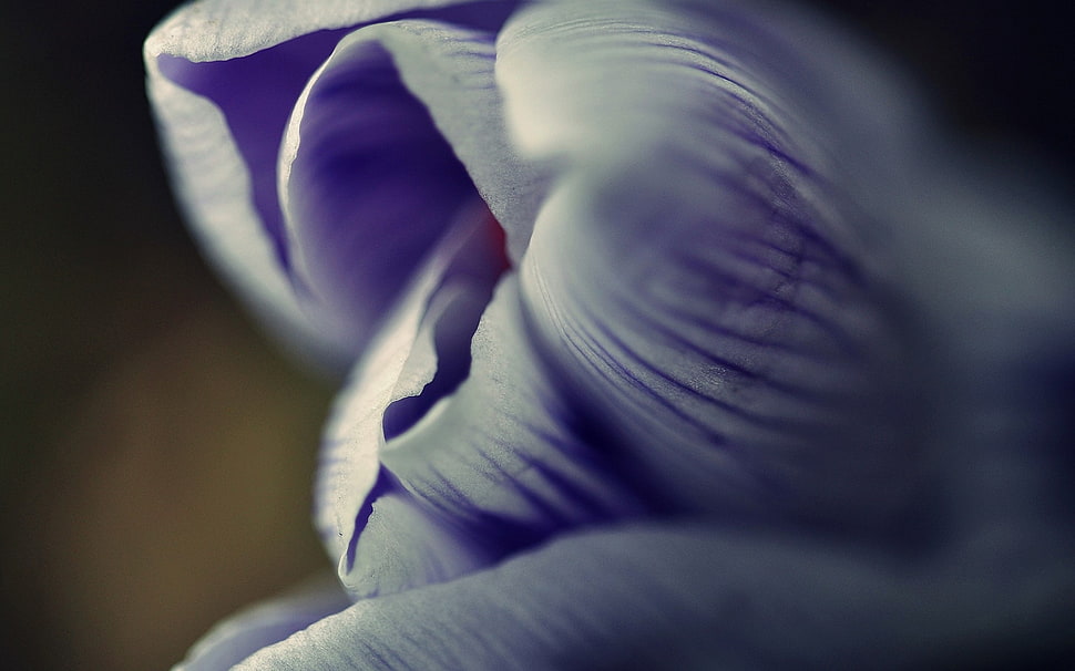 white and purple flower HD wallpaper