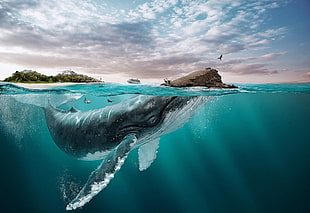 gray sperm whale on the ocean HD wallpaper