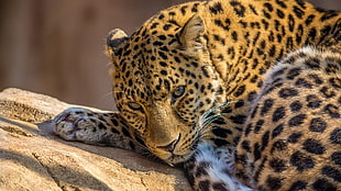 black and brown leopard, animals, leopard, leopard (animal)