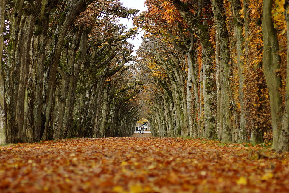 brown trees and brown leafs HD wallpaper