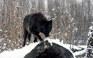 black wolf near bare trees