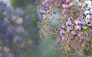 purple and white flowers, flowers, wisteria, purple flowers, depth of field HD wallpaper