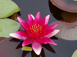 shallow focus of pink Waterlily flower HD wallpaper