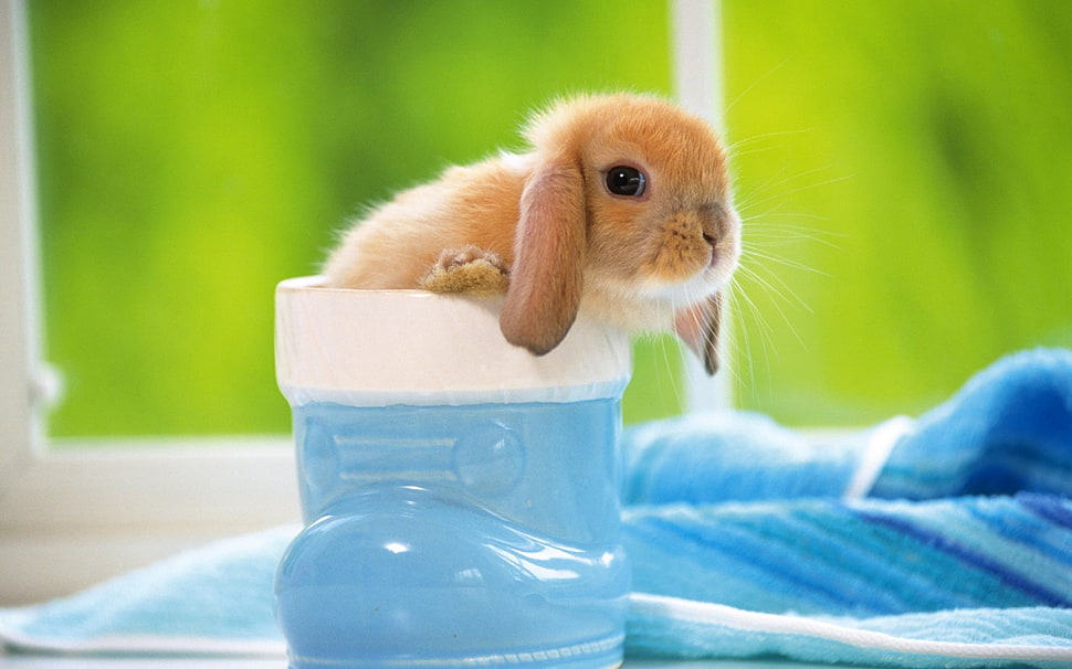brown rabbit HD wallpaper