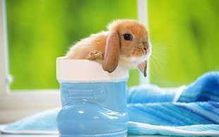 brown rabbit