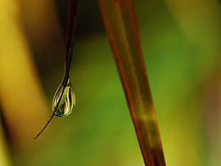 shallow focus photograph of dew drop on green leaf