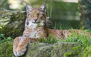 bobcat, nature, animals, lynx, big cats HD wallpaper