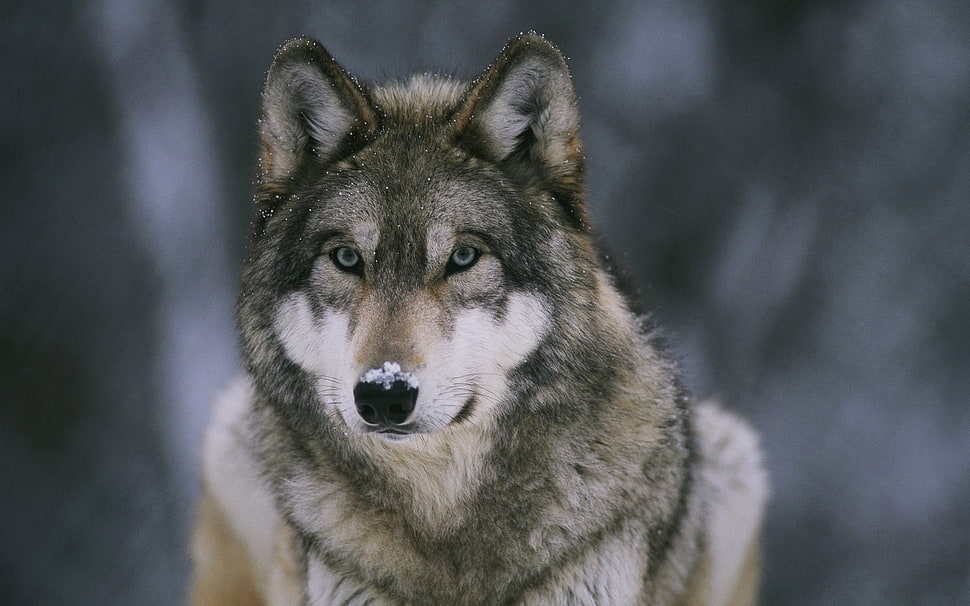 gray and white wolf, animals, wolf, snow HD wallpaper