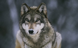 gray and white wolf, animals, wolf, snow