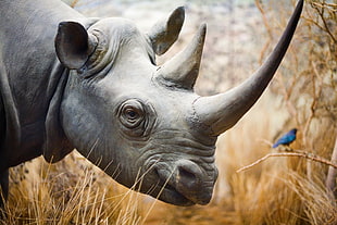 selective focus animal photography of rhinoceros HD wallpaper