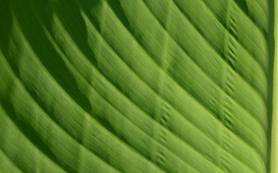 green textile HD wallpaper
