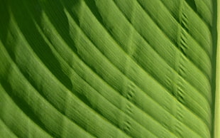 green textile HD wallpaper