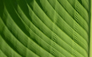 green textile