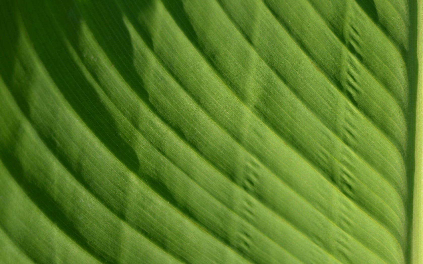green textile