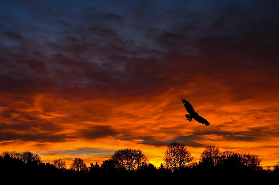 eagle silhouette, landscape HD wallpaper