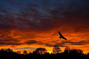 eagle silhouette, landscape HD wallpaper