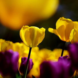 selective photo of yellow tulip flowers